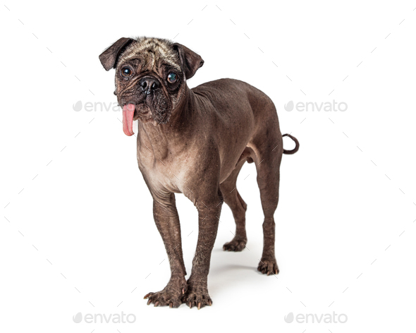 Hairless pug for store sale